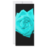 Teal aqua coloured rose solid black background rack cards
