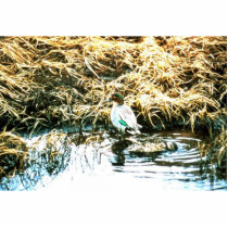 Teal Ducks Cut Outs
