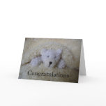 teddy bear congratulations
