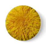 Teddy Bear Sunflower