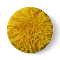 Teddy Bear Sunflower