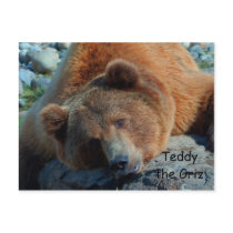 Teddy the Grizz Postcard