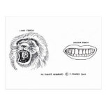 Teeth Post Cards