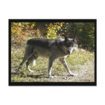 "Teething" Post Card postcards