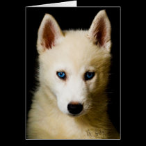 Tehya - Siberian Husky cards