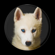 Tehya - Siberian Husky magnets