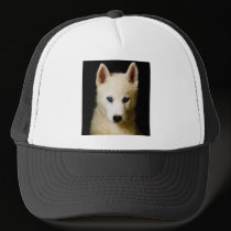 Tehya - Siberian Husky hats