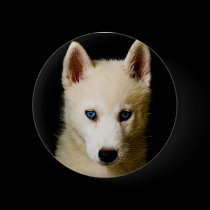 Tehya - Siberian Husky buttons