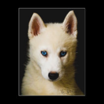 Tehya - Siberian Husky postcards