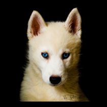 Tehya - Siberian Husky posters
