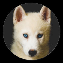 Tehya - Siberian Husky stickers
