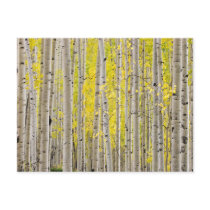 Telluride Aspens...