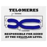 Telomeres Responsible For Aging At Cellular Level flyers