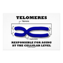 Telomeres Responsible For Aging At Cellular Level Customized Stationery