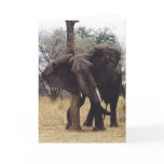 Tembo (Elephant) Scratching Greeting Cards