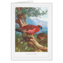 Temminck's Tragopan Greeting Cards
