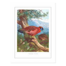 Temminck's Tragopan Postcard