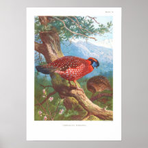 Temminck's Tragopan Poster