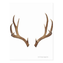 Ten Point Deer Post Cards