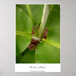 Tender Shoots posters