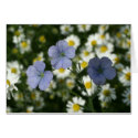Tender Summer cards