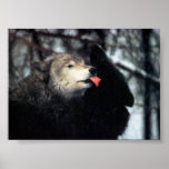 Tenderness posters