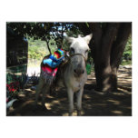 Tequila Donkey Photo Print