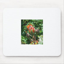 Tequilla Sunrise Rose Mousepad