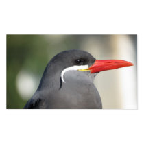 TERN BUSINESS CARDS