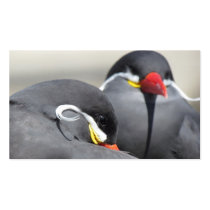 TERNS BUSINESS CARDS