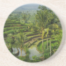 Terrace Ricefield in Bali Drink Coaster