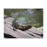 Terrapin Postcard