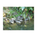 Terrapins, Giardini, Venice postcards