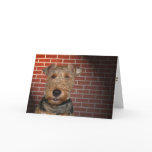 Terrier cards