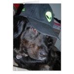 Tesla the alien dog2 cards