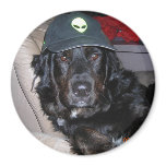 TESLA THE ALIEN DOG magnets