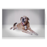 testbt200 template to testbt200 NEWQPC031511aaa Greeting Card