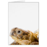 Testudo horsfieldi cards