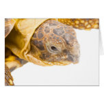Testudo horsfieldi cards