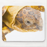 Testudo horsfieldi mouse pad