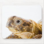 Testudo horsfieldi mousepads