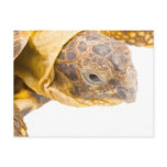 Testudo horsfieldi postcards