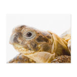 Testudo horsfieldi postcards
