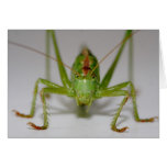 Tettigonia viridissima greeting cards