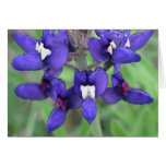 Texas Bluebonnet #1 Cards