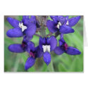 Texas Bluebonnet #1 cards
