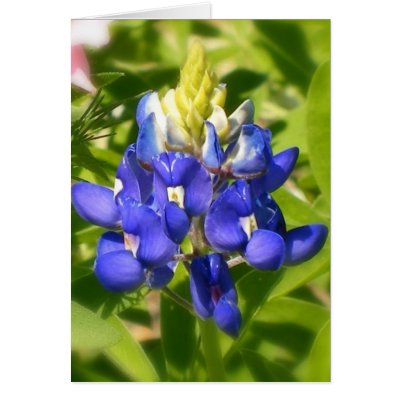 Texas Bluebonnet Card by pfulford