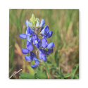 Texas Bluebonnet Magnet