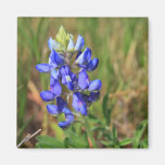 Texas Bluebonnet Magnet