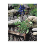 Texas Bluebonnet Postcard